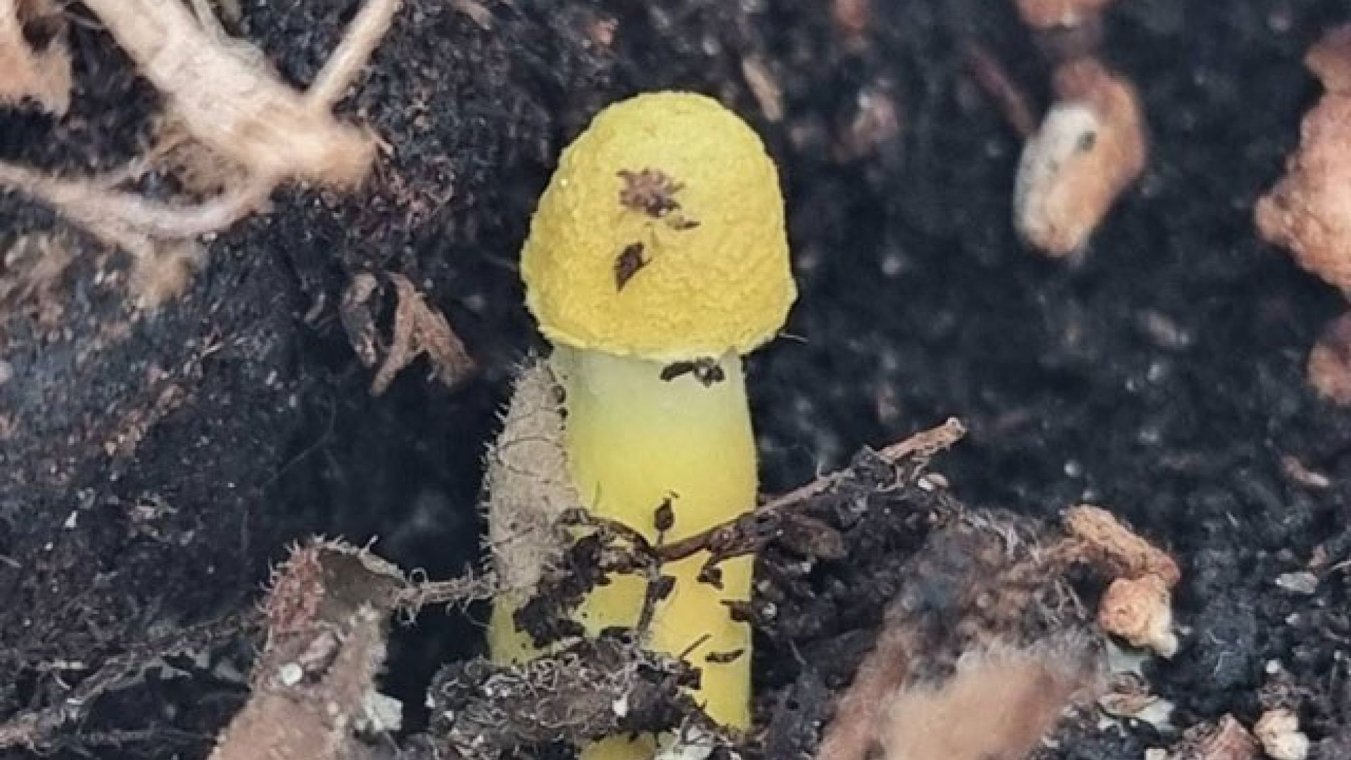 Stiel des Gelben Faltenschirmlings