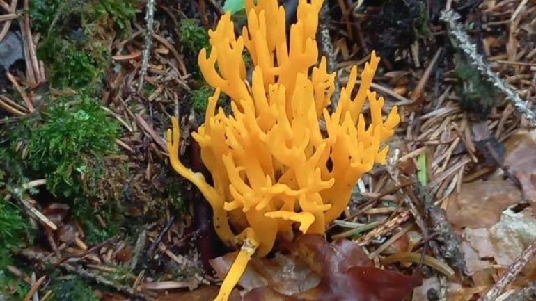 copyright: Günter Frühwirth Klebriger Hörnling, Zwergerlfeuer