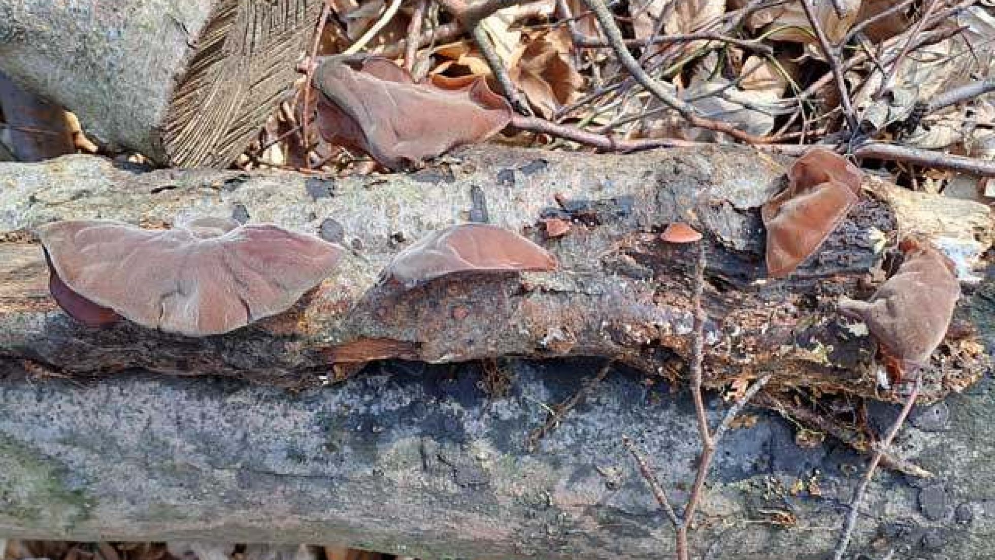 Judasohr, Holunderschwamm