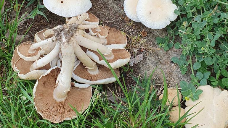 Südlicher Ackerling