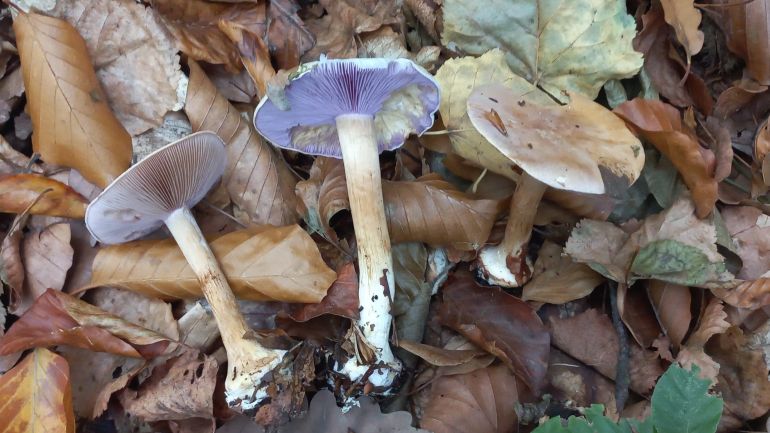 Amethystblättriger Klumpfuß