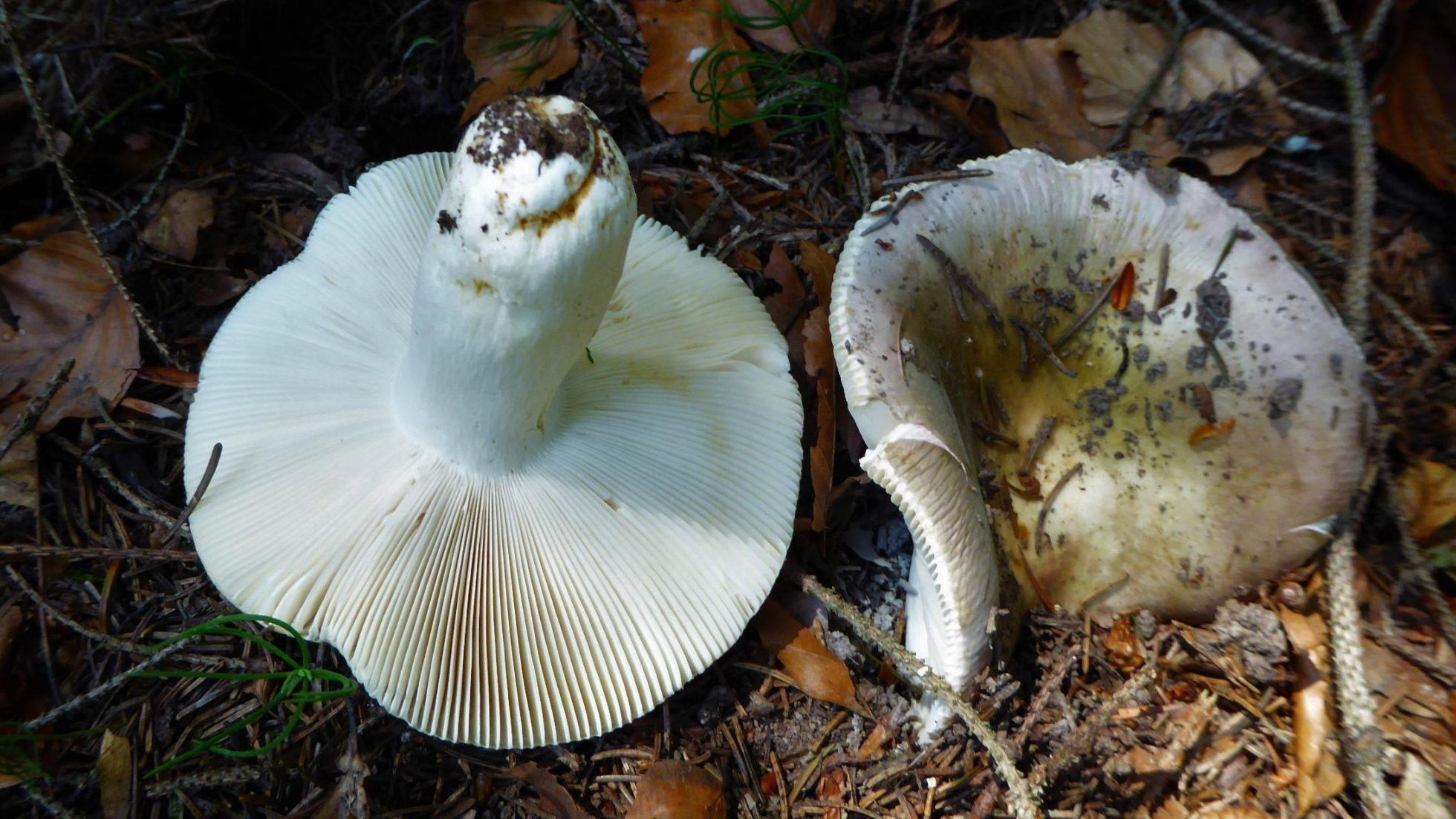 Lamellen des Frauentäublings