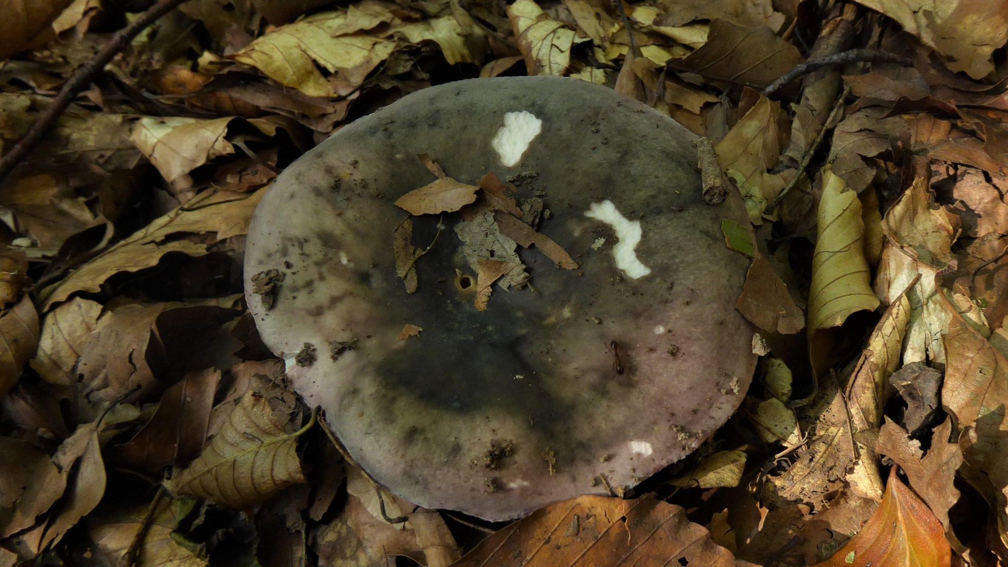 Hut des Frauentäublings