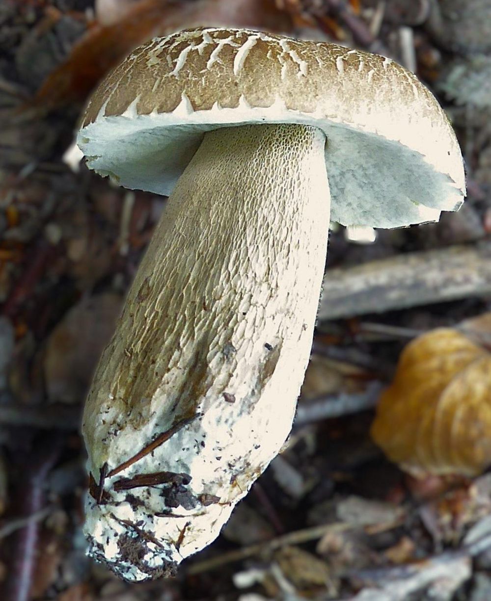 Stiel des Sommersteinpilzes