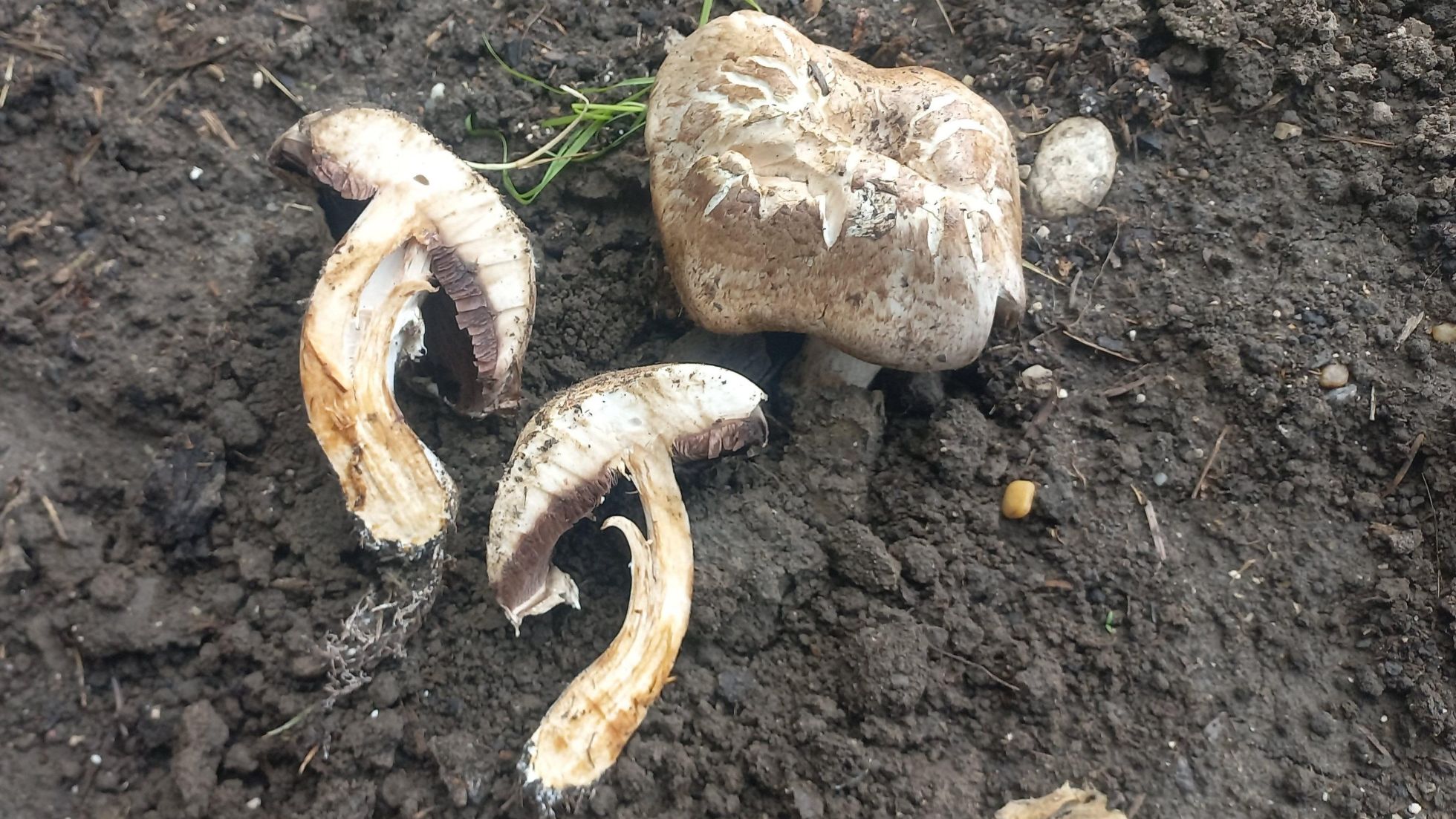 copyright: Günter Frühwirth Hut des Zuchtchampignons