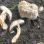 copyright: Günter Frühwirth Hut des Zuchtchampignons