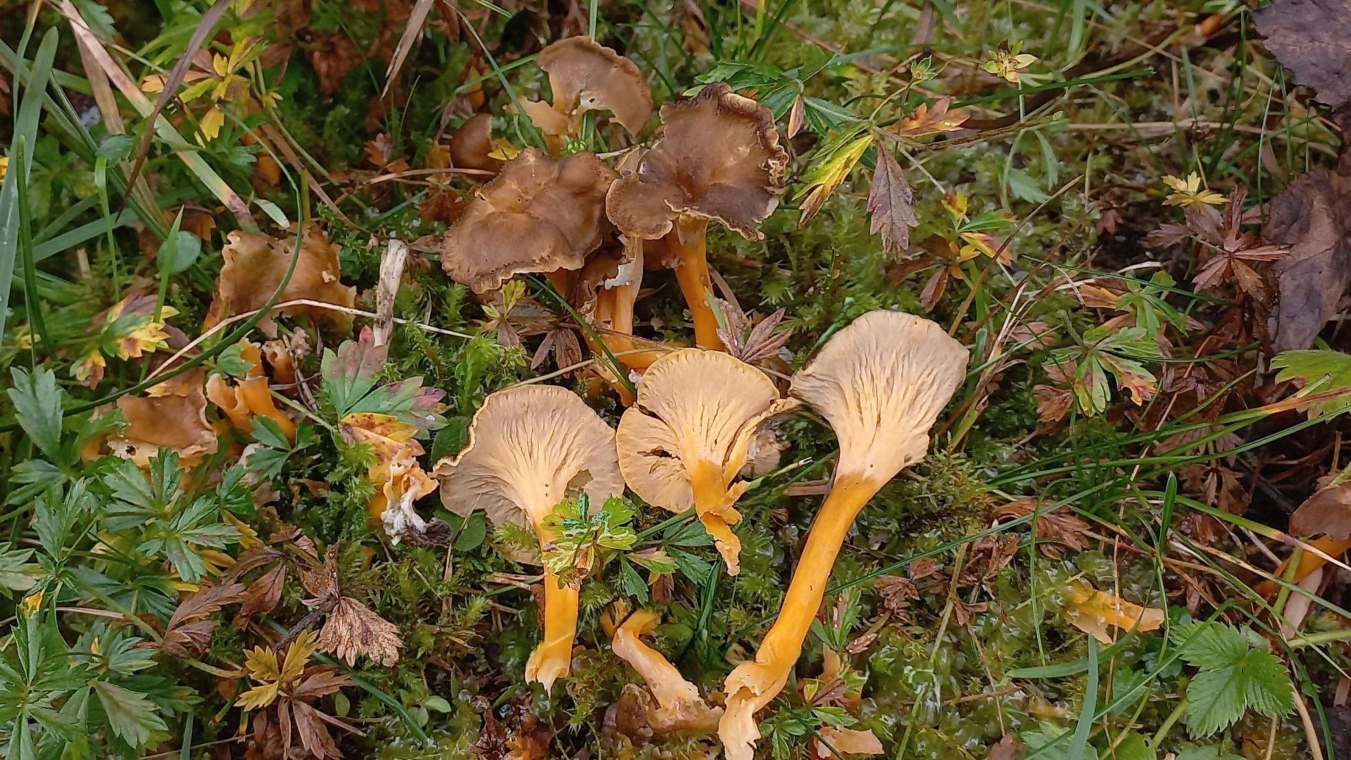 Starkriechender Trompetenpfifferling