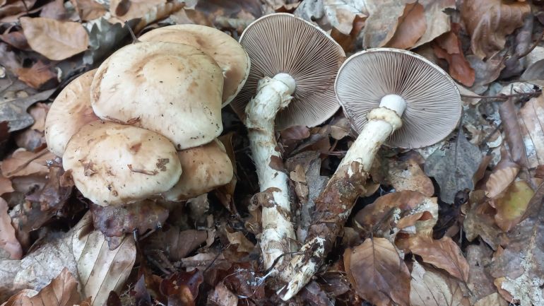 Marzipanfälbling, Wurzelnder Marzipanfälbling