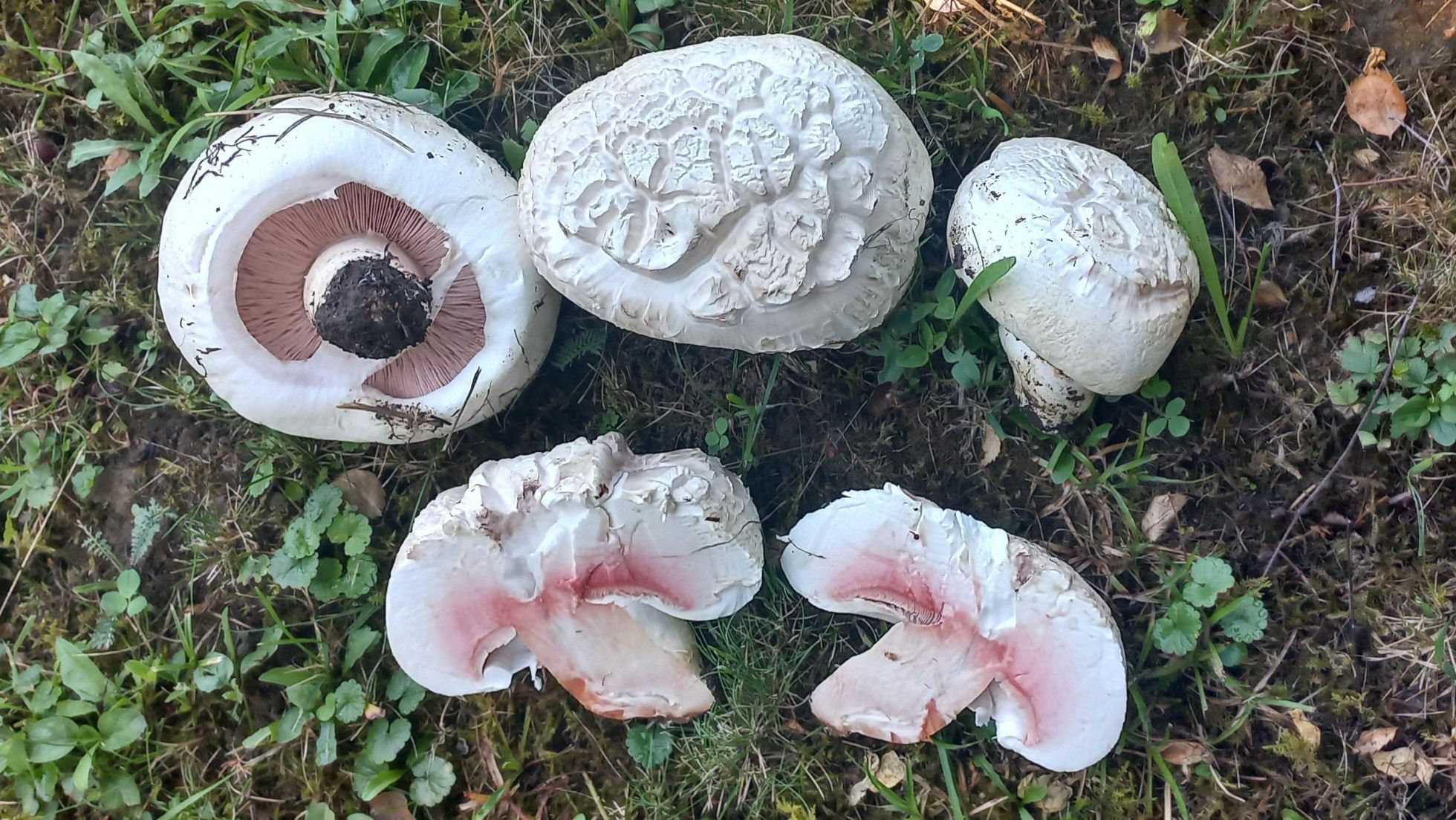 copyright: Günter Frühwirth Salzwiesen-Champignon