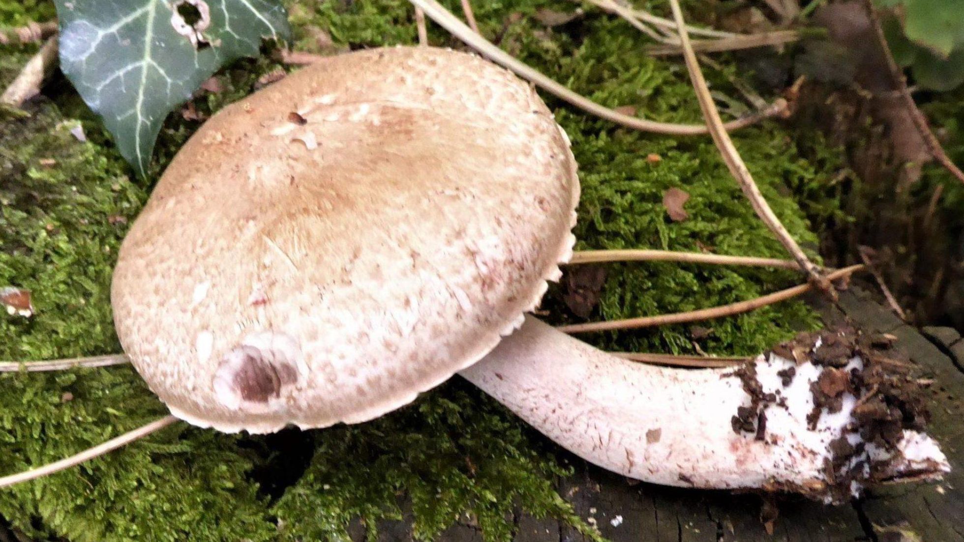 Kleiner Waldchampignon