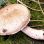 copyright: Günter Frühwirth Kleiner Waldchampignon