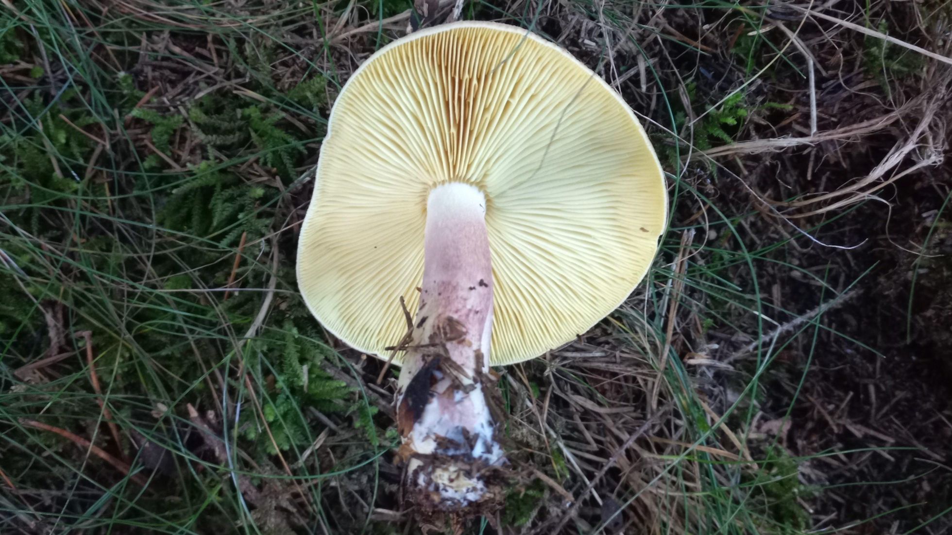 copyright: Günter Frühwirth Rötlicher Holzritterling, Purpurfilziger Holzritterling