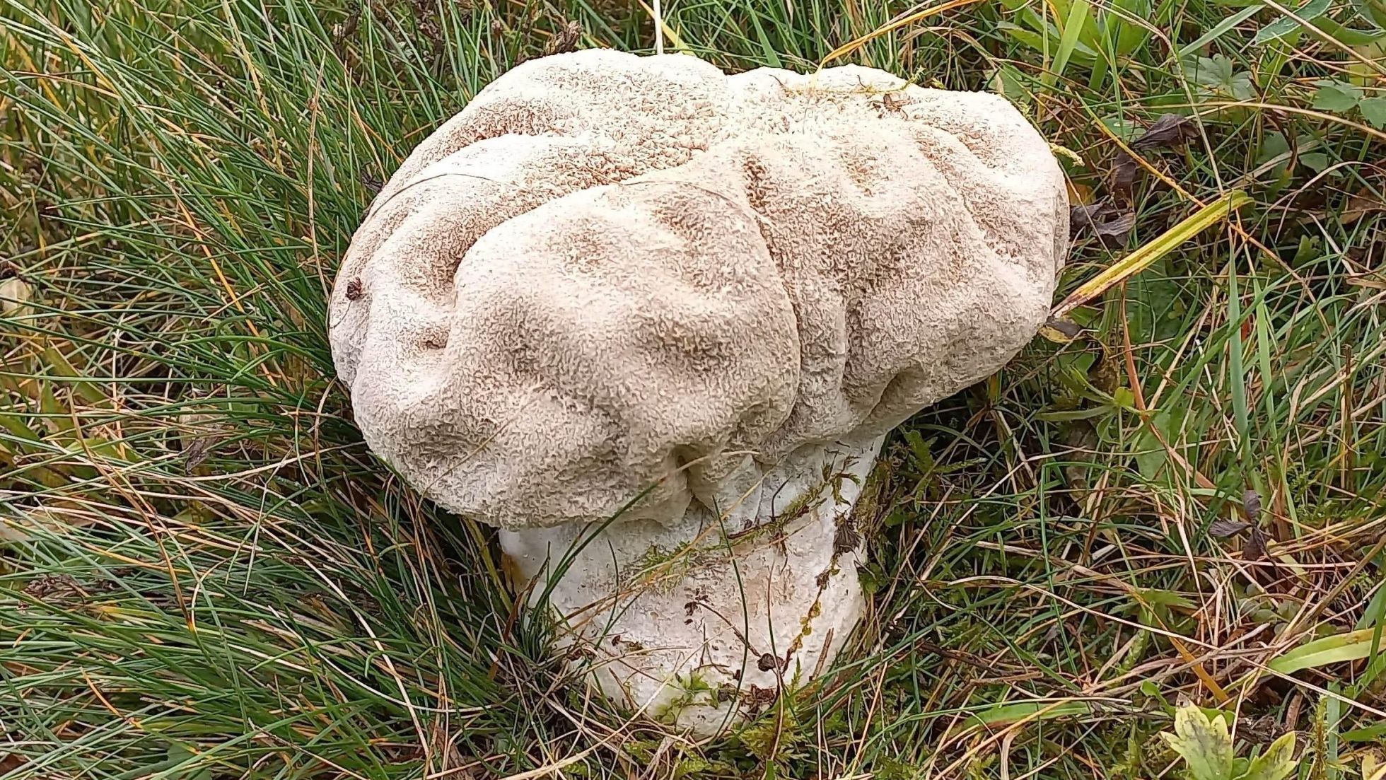 copyright: Günter Frühwirth Hasen-Stäubling, Hasenbovist
