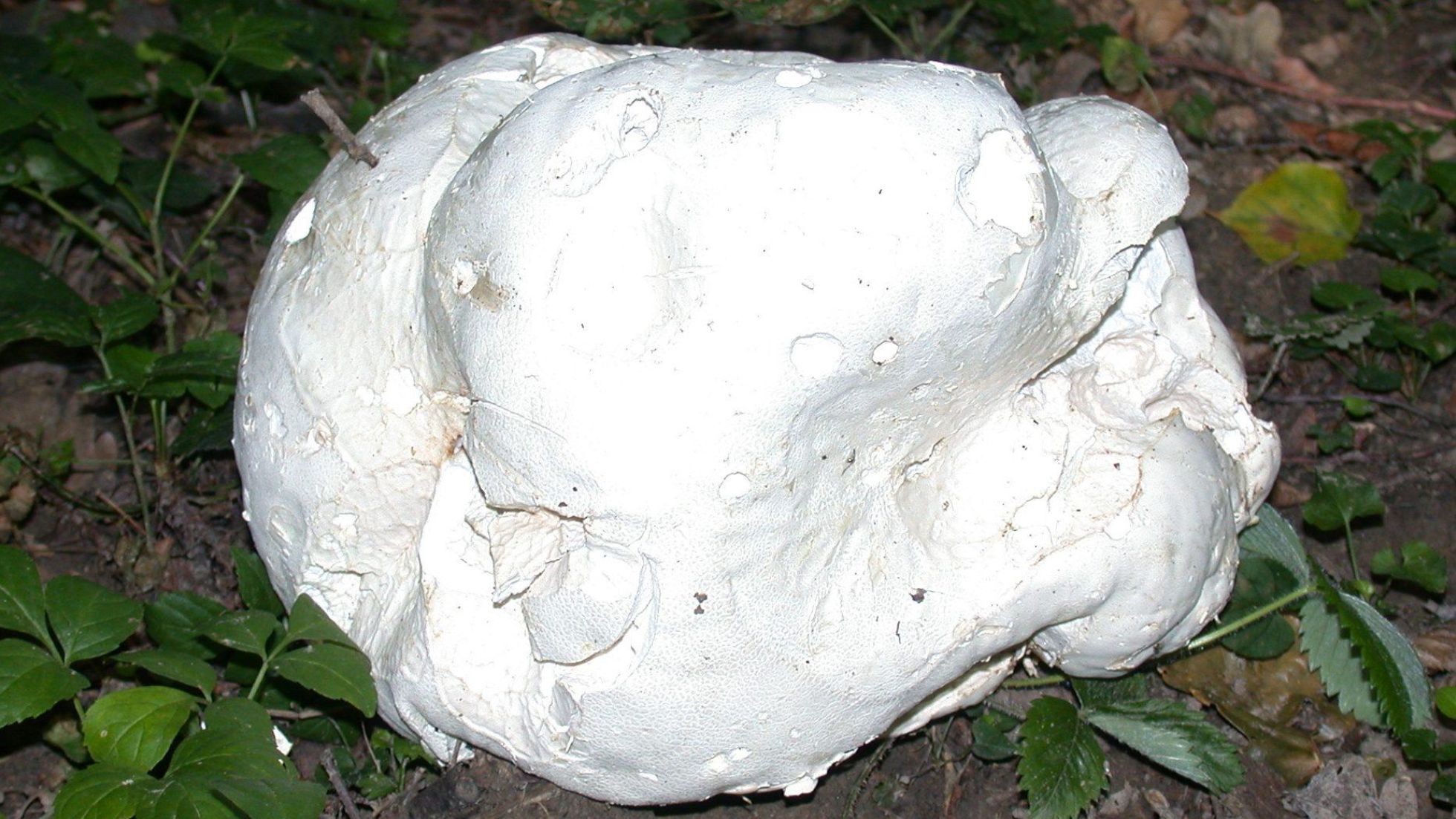 copyright: Günter Frühwirth Riesenbovist