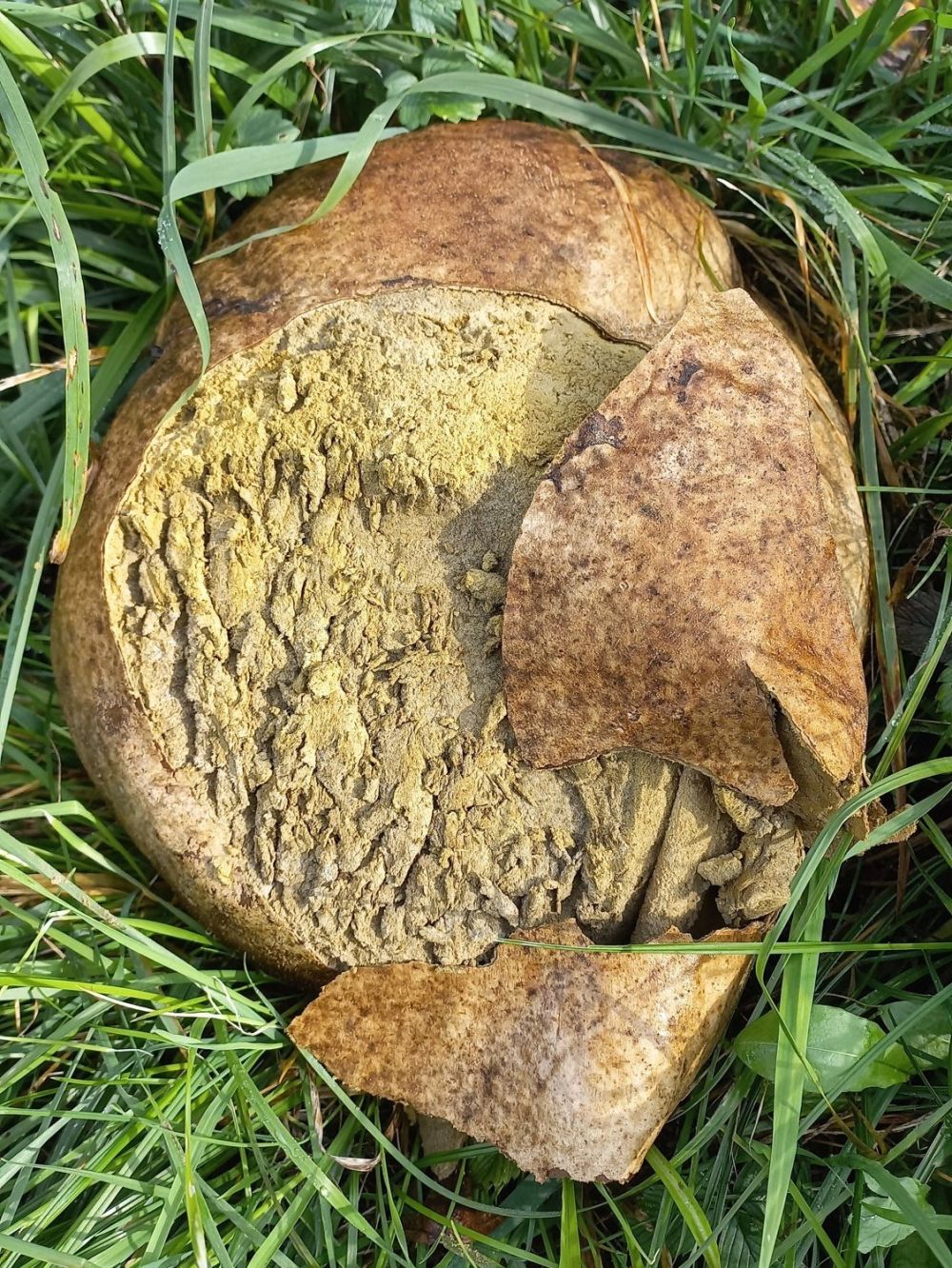 Riesenbovist