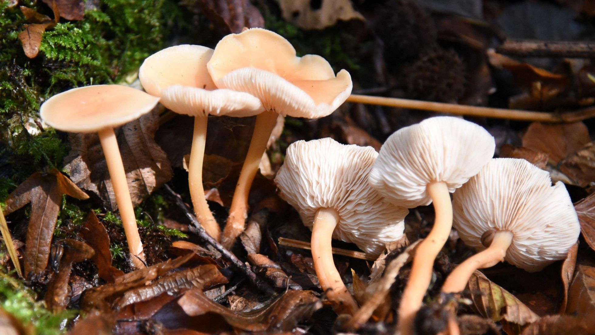 Waldfreundrübling, Waldrübling