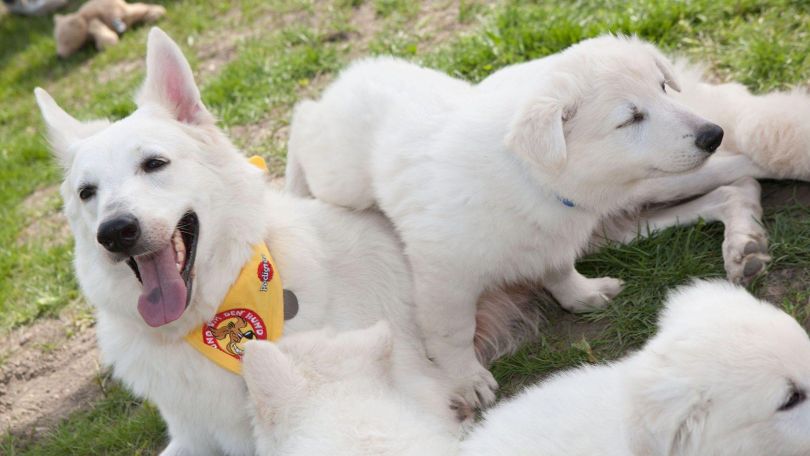 Eine Hündin mit Welpen