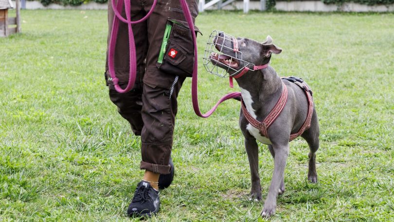 Hund mit Beißkorb an einer Leine