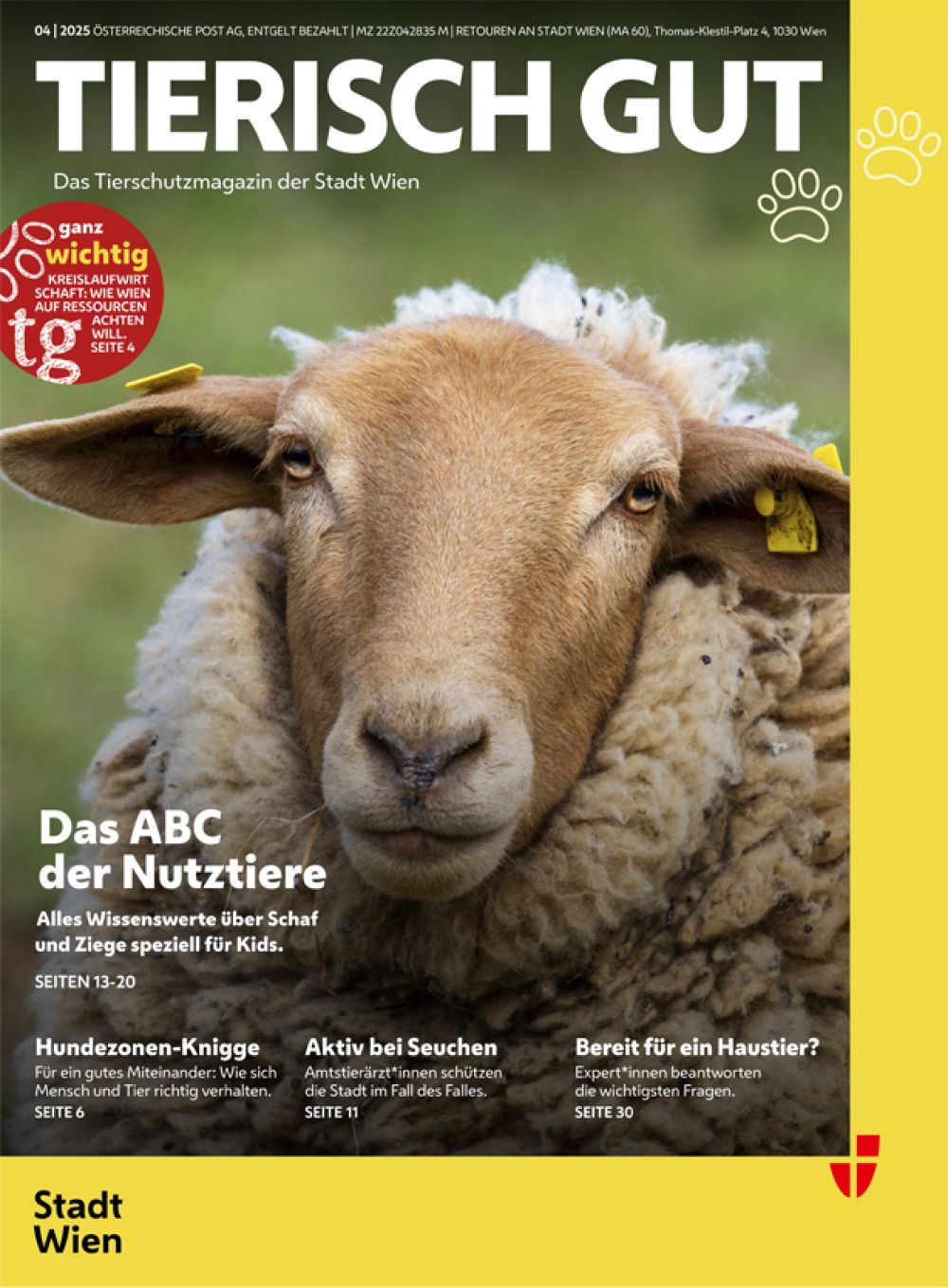 Kopf eines in die Kamera blickenden Schafes