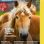 copyright: Stadt Wien - Veterinäramt und Tierschutz Pferd mit braunem Fell und blonder Mähne