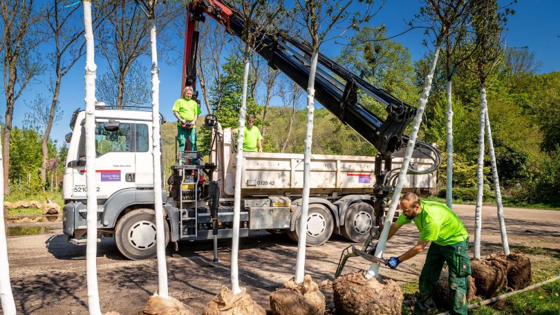 Arbeiter in leuchtend grünen Hemden pflanzen junge Bäume am Straßenrand mithilfe eines Lastwagens mit Kran. Ein Arbeiter führt den Kran, während ein anderer einen Baum in die Erde steckt.