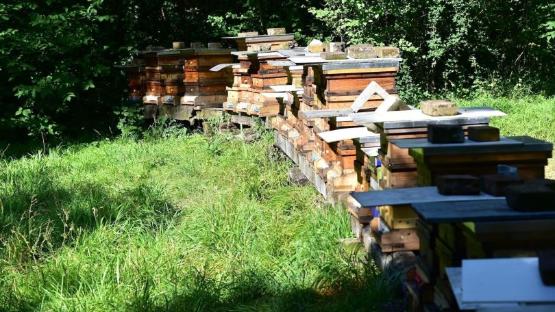 Bienenstöcke auf einer Wiese