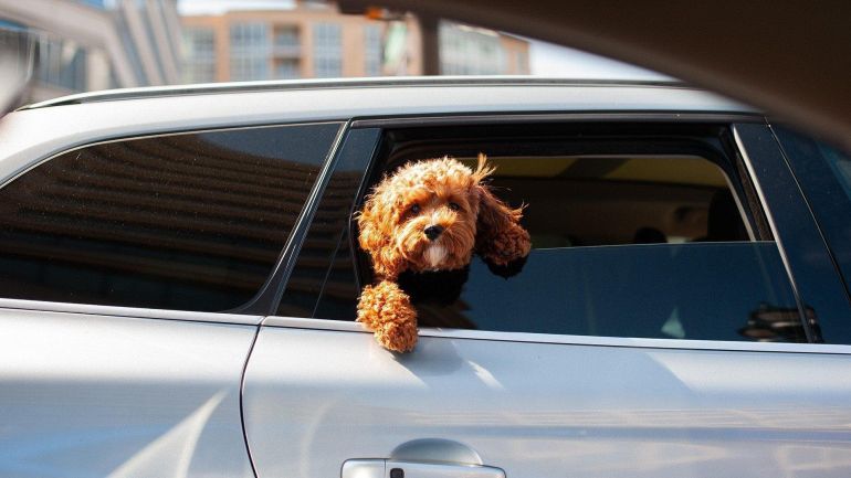 copyright: Bild von Eddie K auf Pixabay Ein Hund mit braunem, lockigem Fell schaut aus einem Autofenster heraus.