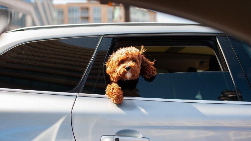 Ein Hund mit braunem, lockigem Fell schaut aus einem Autofenster heraus.