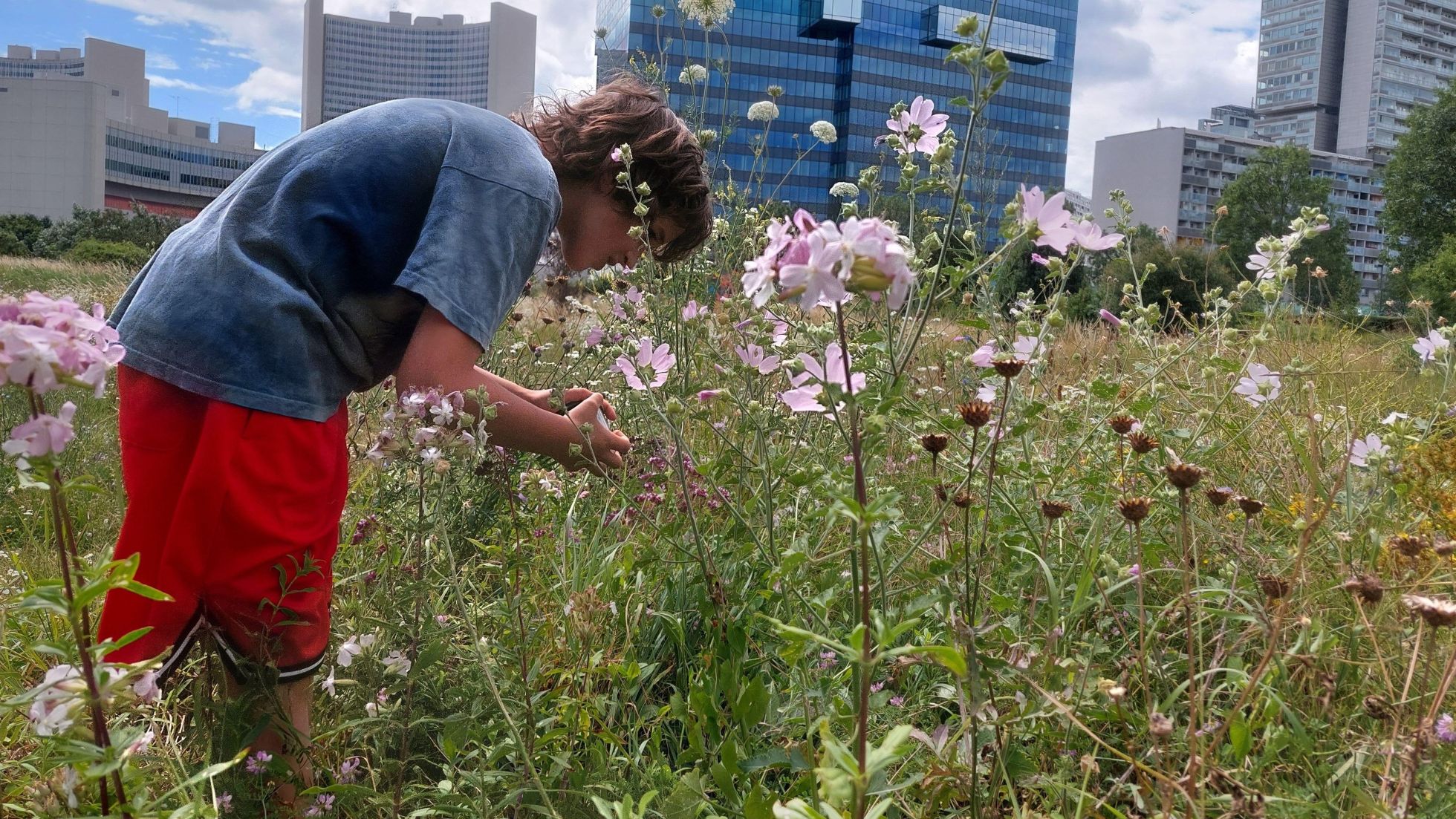 Ein Jugendlicher steht auf einer sommerlichen Blumenwiese und beugt sich nach vorne, um mit dem Handy ein Foto zu machen. Im Hintergrund stehen Hochhäuser.
