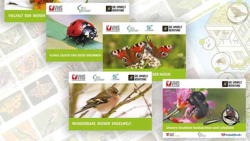 4 Poster mit verschiedenen Tieren: ein Marienkäfer, 2 Schmetterlinge, ein Vogel auf einem Ast und eine Biene auf einer rosa Blüte.