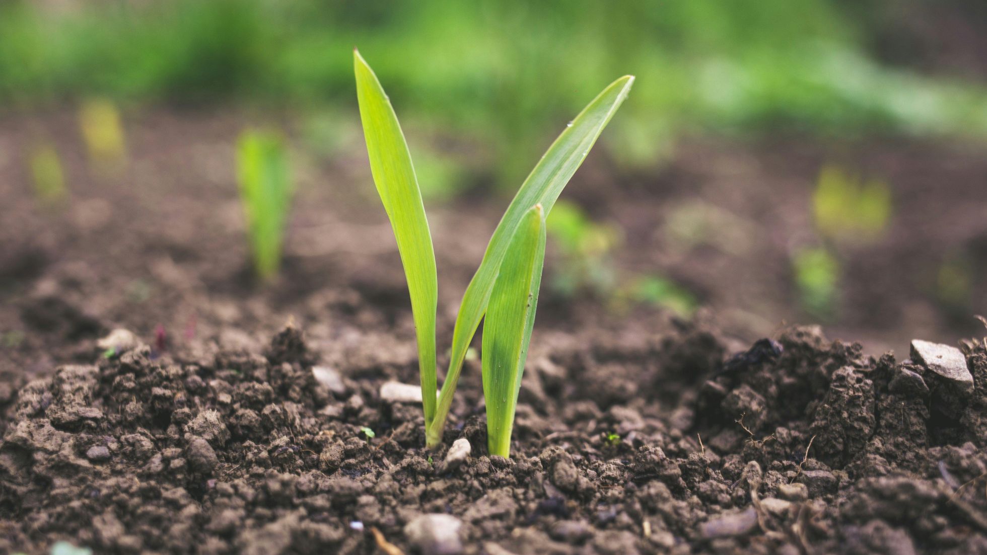 copyright: Roman Synkevych Unsplash Aus dem Boden wächst ein kleines Pflänzchen.