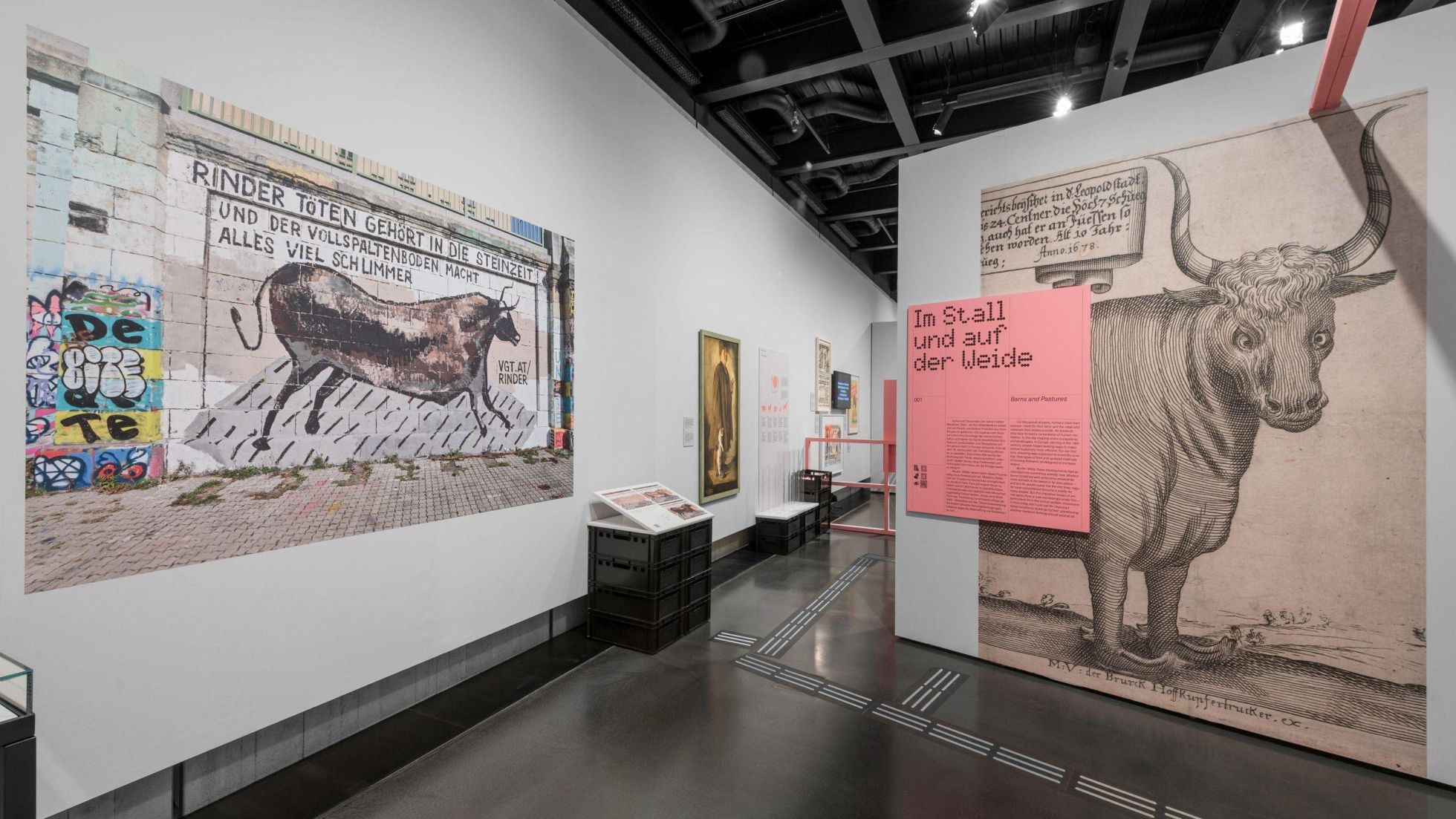 In einem Ausstellungsraum hängen Plakate mit historischen Zeichnungen von Rindern.