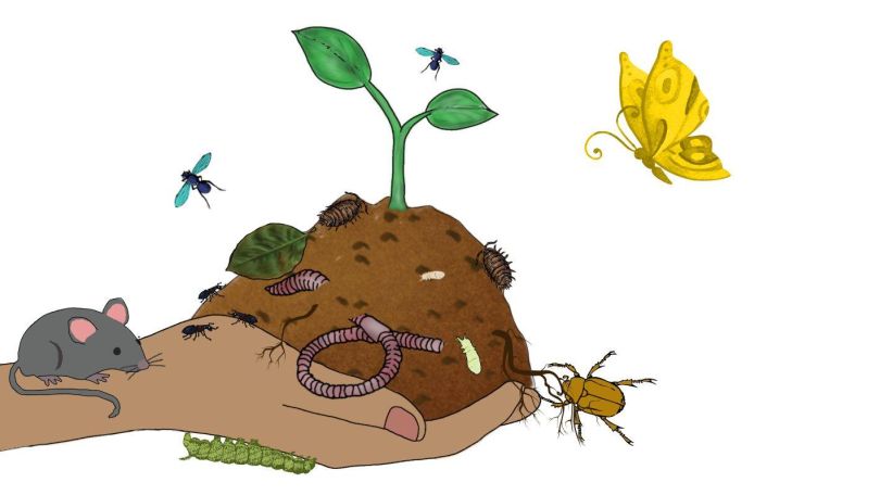 Eine Hand hält einen Haufen Erde, aus dem ein Pflänzchen wächst.