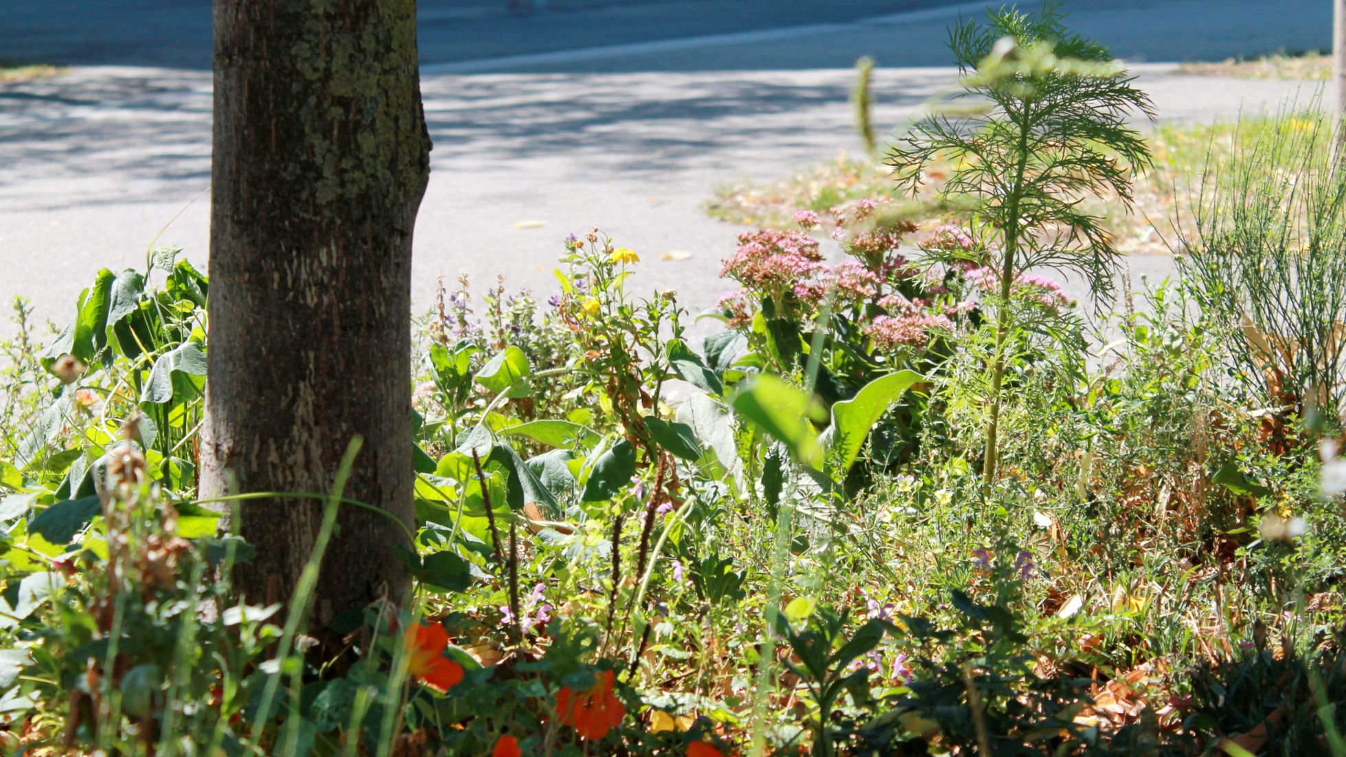 Rund um einen Baum wachsen verschiedenen Blumen und Gräser.