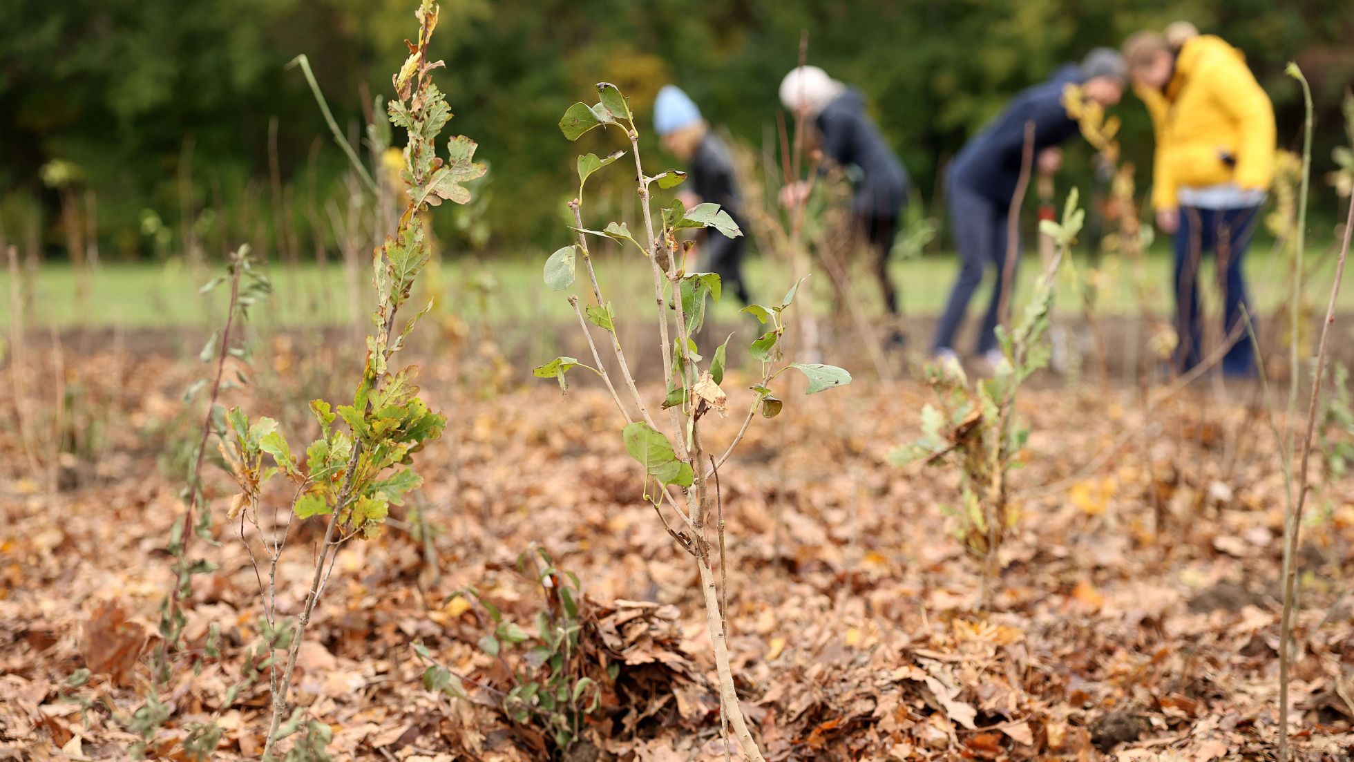 copyright: Stadt Wien / VOTAVA Baumpflanzung am Naturlehrpfad Simmering