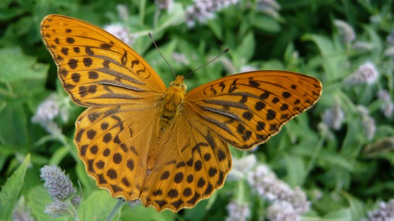 Kaisermantel Schmetterling