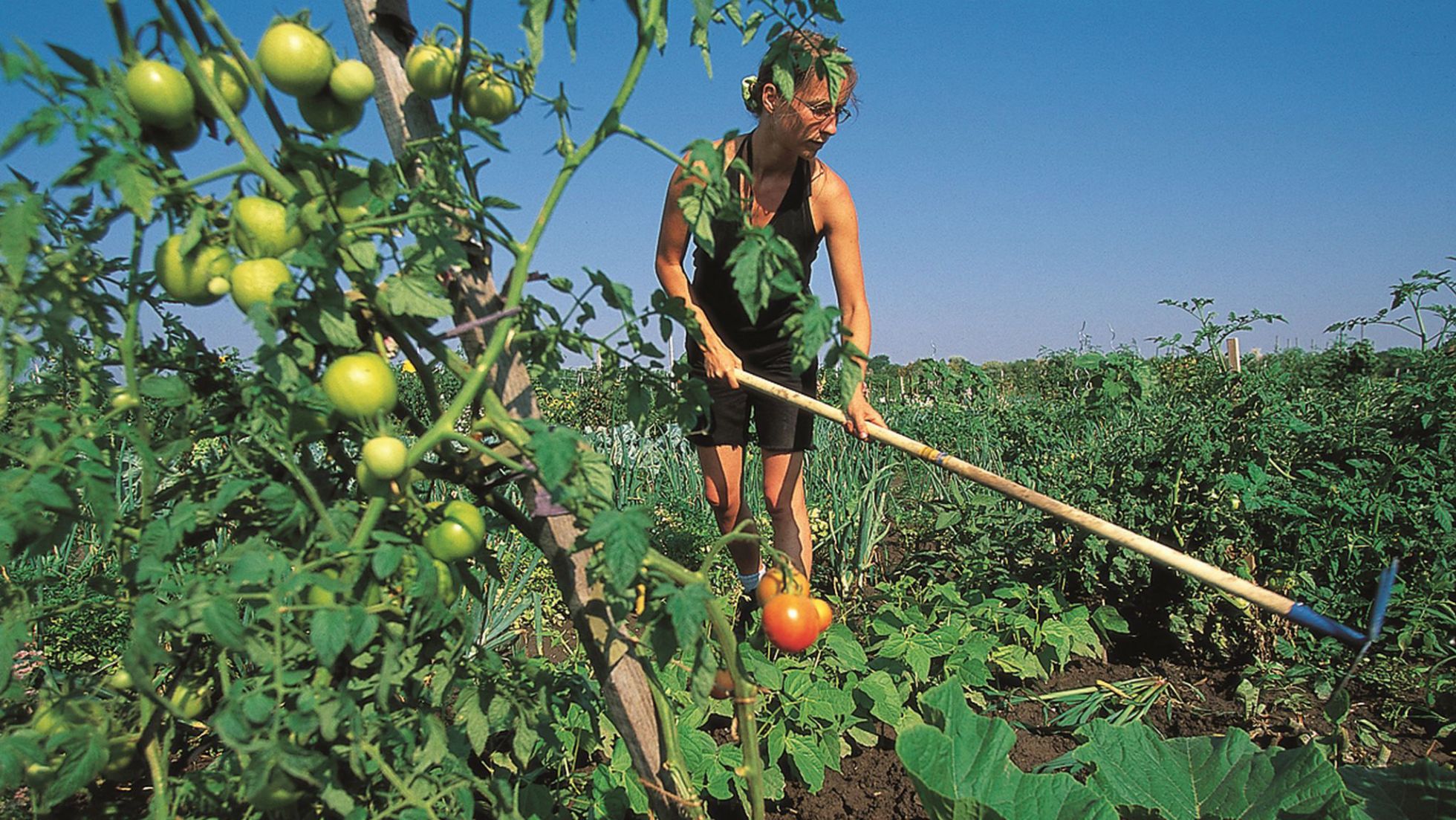 Frau in einem Gemüsefeld