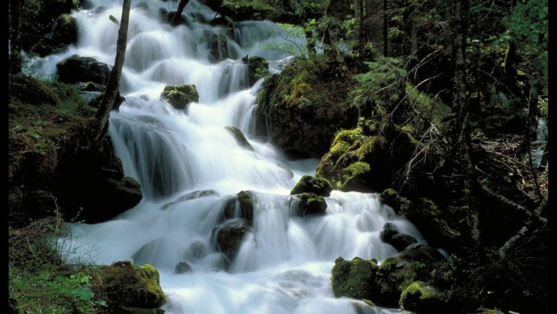 copyright: Lammerhuber Bach in einem Wald