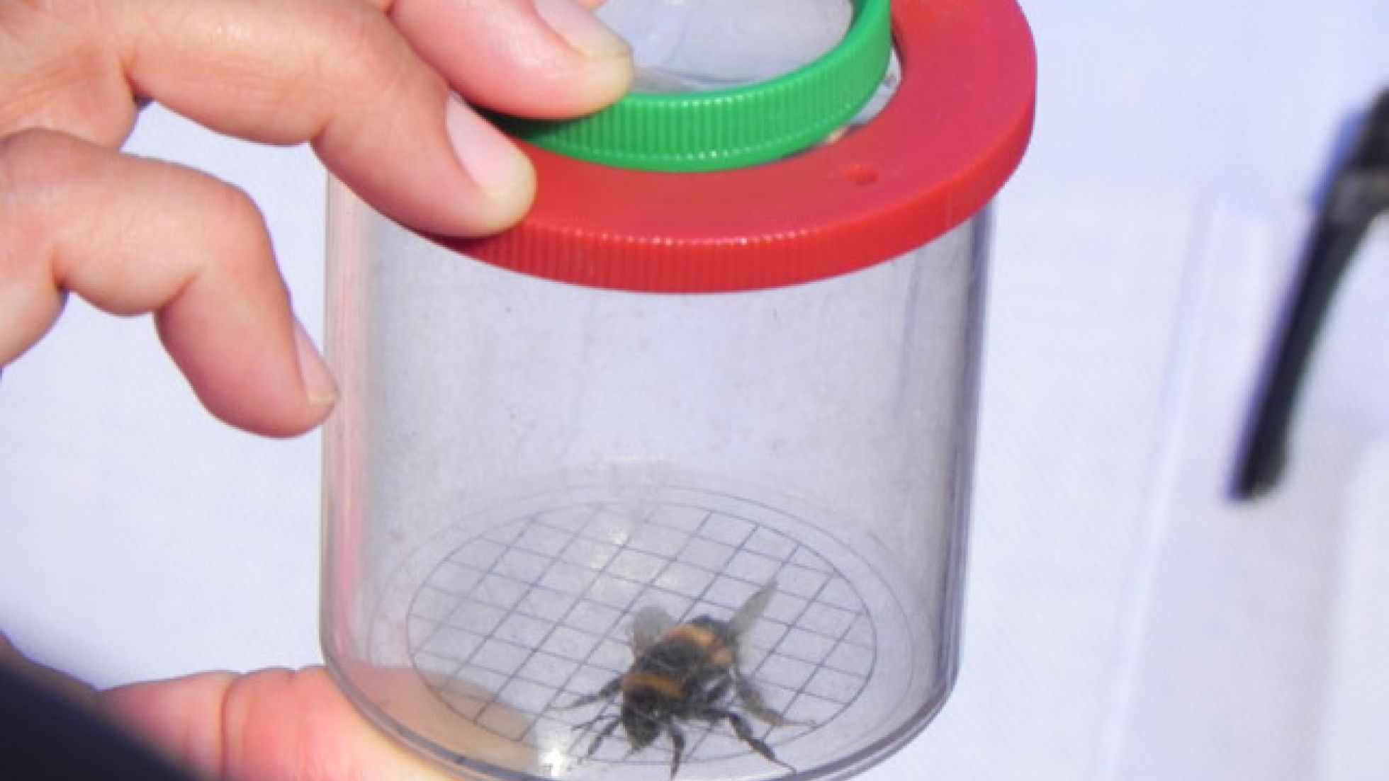copyright: MD-EUI - Excursion Donaupark Bee in a container