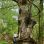 Primeval forest