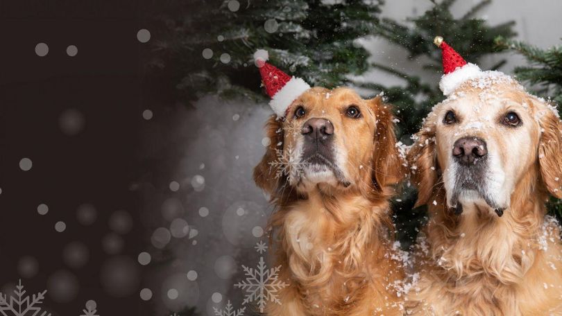 copyright: Dog Mom Company 2 Hunde mit Weihnachtsmütze in festlichem Setting