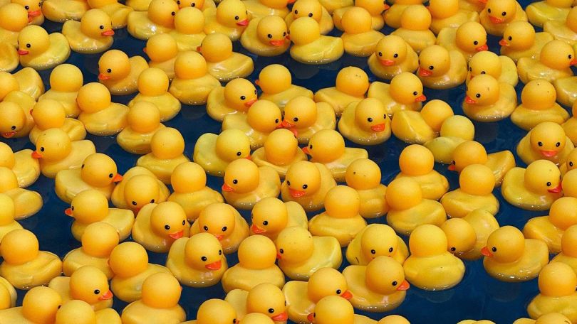 copyright: TaW Bild mit vielen gelben Quitschenten