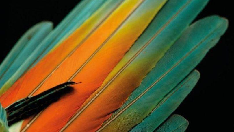 copyright: Amalthea Verlag Ausschnitt von Buchcover Tanzen im Kopf, bunte Feder vor schwarzem Hintergrund