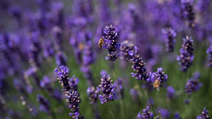 Bienen sitzen auf Lavendelblüten