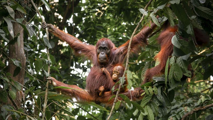 Ein Orang-Utan hält sich mit einem Jungen an Ästen an einem Baum fest.