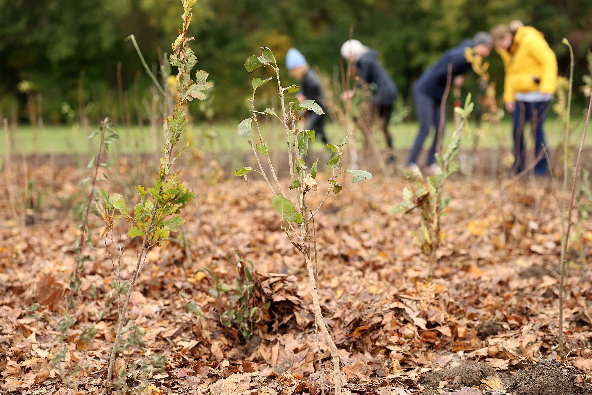 Familiengerechter Naturlehrpfad  - Vorher