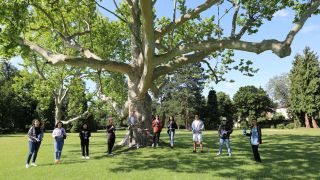 Mehrere Personen stehen um einen Riesenbaum herum