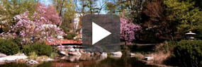 Videoausschnitt mit Play-Button: Parkanlage mit blühenden Bäumen