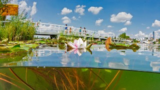 Wasserpflanzen in der Alten Donau mit Steg und Spaziergngern im Hintergrund