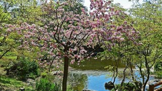 Blooming cherry tree